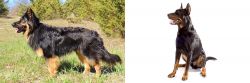 Bohemian Shepherd vs Beauceron - Breed Comparison