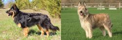 Bohemian Shepherd vs Berger Picard - Breed Comparison