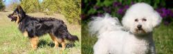 Bohemian Shepherd vs Bichon Frise - Breed Comparison