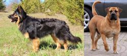 Bohemian Shepherd vs Boerboel - Breed Comparison