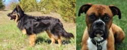 Bohemian Shepherd vs Boxer - Breed Comparison