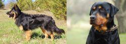 Bohemian Shepherd vs Rottweiler - Breed Comparison