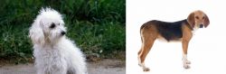 Bolognese vs Beagle-Harrier - Breed Comparison