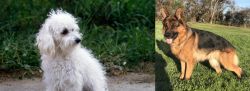Bolognese vs German Shepherd - Breed Comparison