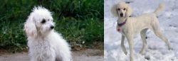 Bolognese vs Poodle - Breed Comparison
