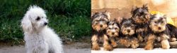 Bolognese vs Yorkshire Terrier - Breed Comparison