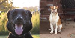 Borador vs Alapaha Blue Blood Bulldog - Breed Comparison