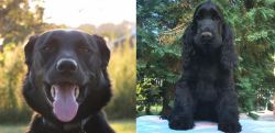 Borador vs American Cocker Spaniel - Breed Comparison