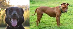 Borador vs American Pit Bull Terrier - Breed Comparison