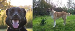 Borador vs Anatolian Shepherd - Breed Comparison