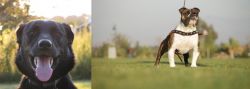 Borador vs Bantam Bulldog - Breed Comparison