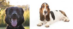 Borador vs Basset Hound - Breed Comparison