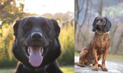 Borador vs Bavarian Mountain Hound - Breed Comparison