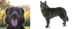 Borador vs Belgian Shepherd - Breed Comparison