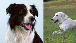Border Collie vs Akbash Dog - Breed Comparison