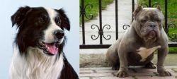 Border Collie vs American Bully - Breed Comparison