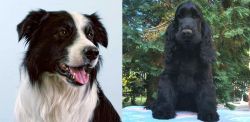 Border Collie vs American Cocker Spaniel - Breed Comparison