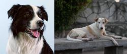 Border Collie vs Askal - Breed Comparison