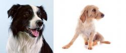 Border Collie vs Basset Fauve de Bretagne - Breed Comparison