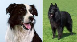 Border Collie vs Belgian Shepherd Dog (Groenendael) - Breed Comparison