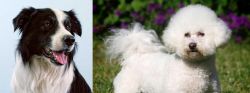 Border Collie vs Bichon Frise - Breed Comparison