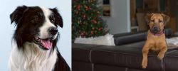 Border Collie vs Black Mouth Cur - Breed Comparison