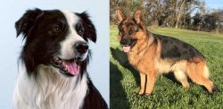 Border Collie vs German Shepherd - Breed Comparison