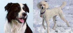 Border Collie vs Poodle - Breed Comparison