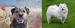 Border Terrier vs American Eskimo Dog - Breed Comparison