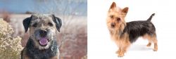 Border Terrier vs Australian Terrier - Breed Comparison