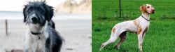 Bordoodle vs Ariege Pointer - Breed Comparison