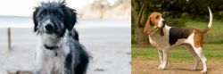 Bordoodle vs Artois Hound - Breed Comparison