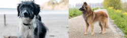 Bordoodle vs Belgian Shepherd Dog (Tervuren) - Breed Comparison