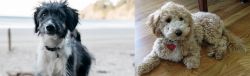 Bordoodle vs Bichonpoo - Breed Comparison