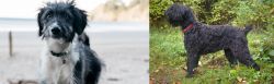 Bordoodle vs Black Russian Terrier - Breed Comparison