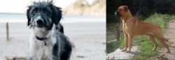 Bordoodle vs Bullmastiff - Breed Comparison