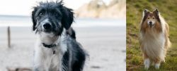Bordoodle vs Collie - Breed Comparison