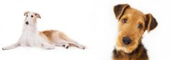 Borzoi vs Airedale Terrier - Breed Comparison
