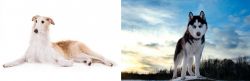 Borzoi vs Alaskan Husky - Breed Comparison