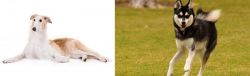 Borzoi vs Alaskan Klee Kai - Breed Comparison