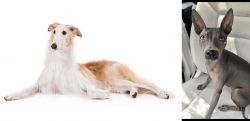 Borzoi vs American Hairless Terrier - Breed Comparison