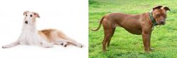 Borzoi vs American Pit Bull Terrier - Breed Comparison