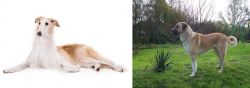 Borzoi vs Anatolian Shepherd - Breed Comparison