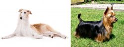 Borzoi vs Australian Silky Terrier - Breed Comparison
