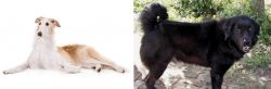Borzoi vs Bakharwal Dog - Breed Comparison