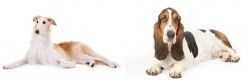 Borzoi vs Basset Hound - Breed Comparison