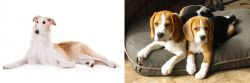 Borzoi vs Beagle - Breed Comparison