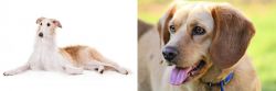 Borzoi vs Beago - Breed Comparison