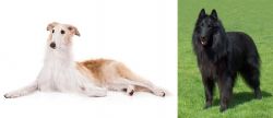 Borzoi vs Belgian Shepherd Dog (Groenendael) - Breed Comparison