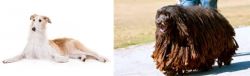 Borzoi vs Bergamasco - Breed Comparison